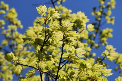 Acer pseudoplatanus 'Leopoldii' - javor horský 'Leopoldii'- v jarní koruně